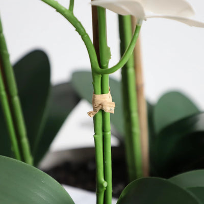 24in(2ft) Artificial White Phalaenopsis Orchid Flowers in White Planter momoplant
