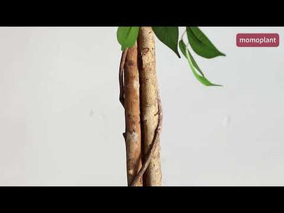 63in(5.2ft) Artificial Topiary Ficus Tree