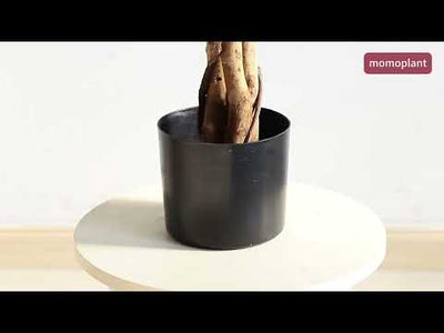 70in(6ft) Artificial Topiary Ficus Tree