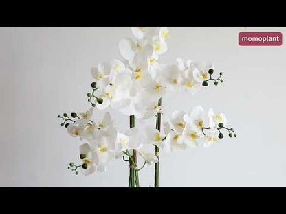 42in(3.5ft) Artificial White Phalaenopsis Orchid Flowers in White Planter