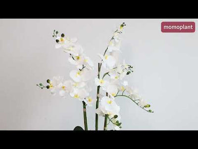 24in(2ft) Artificial White Phalaenopsis Orchid Flowers in White Planter