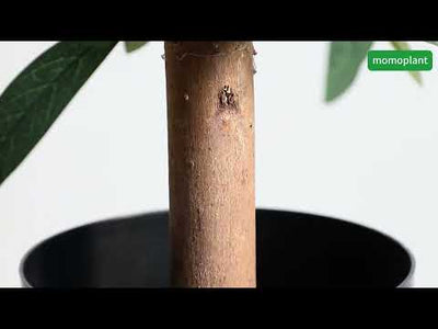 2 Pieces 35in(3ft) Artificial Topiary Olive Double Ball Trees